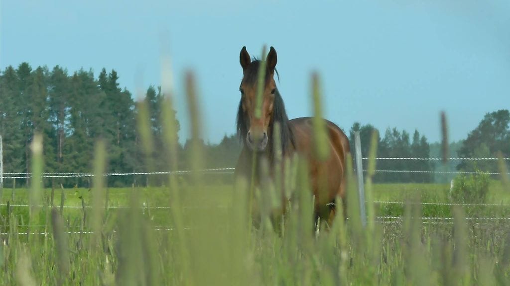 Astaire America nauttii ulkona tarhassaan.