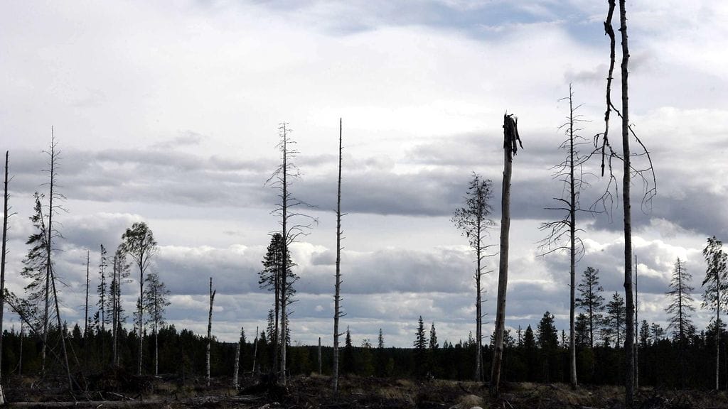 Arkistokuva. Avohakkuu Suomussalmella Kainuussa.