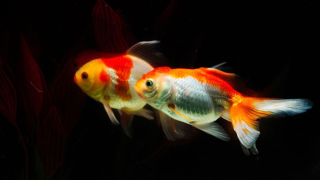 Paikallisen median mukaan pariskunta oli kaatanut kalojen akvaarioon pesuainetta, jotta ne kuolisivat.