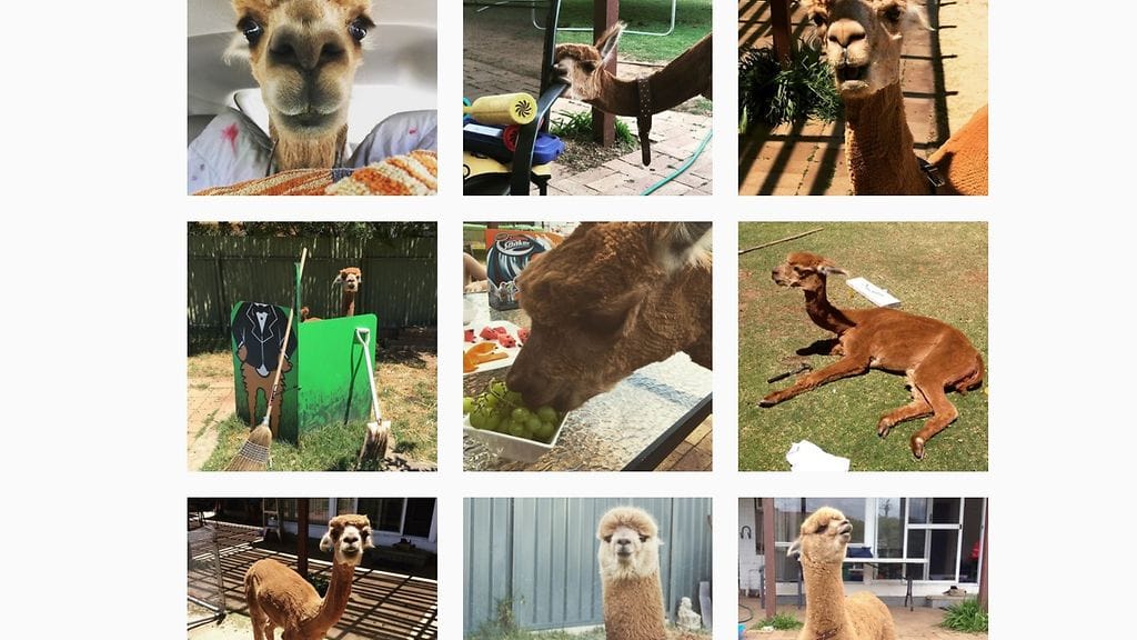 Chewy-niminen alpakka on omistajiensa mukaan erinomainen lemmikki, vaikka käyttäytyykin silloin tällöin huonosti.