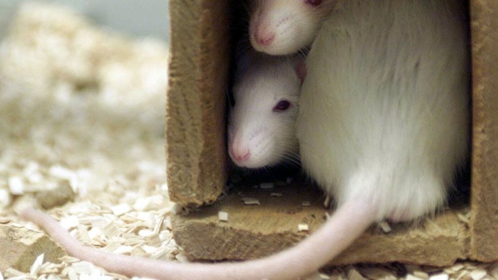 "Probioottien tehon varmistamiseksi tarvitaan kuitenkin tutkimuksia myös ihmisillä."