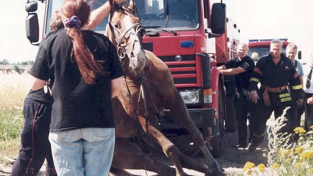 Mutaojasta nostettu hevonen ei jaksanut heti nostamisen jälkeen seisoa omilla jaloillaan. KUVA: Helsingin kaupungin pelastuslaitos