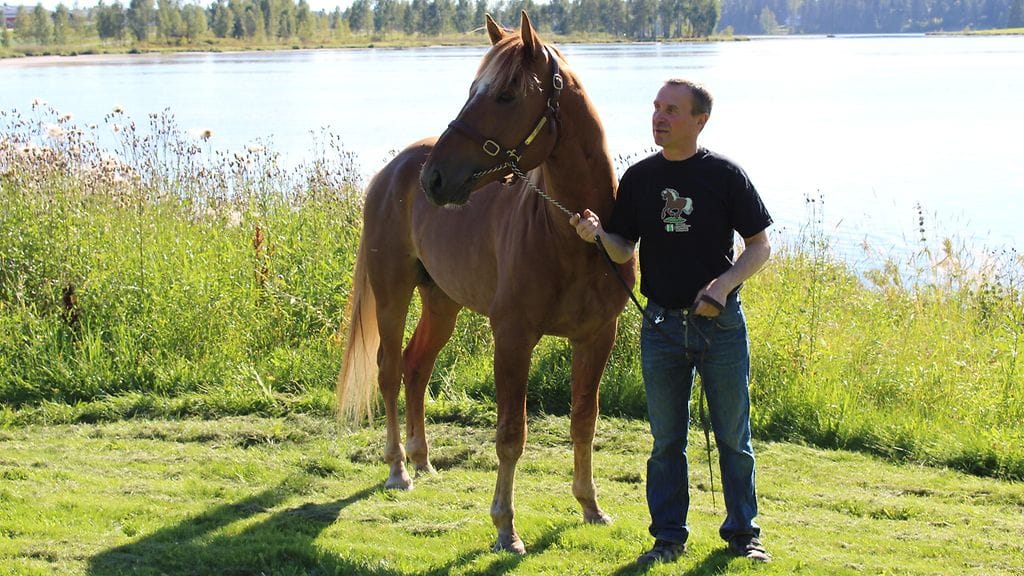 Vaellus on paitsi lahjakas ravuri myös komea ilmestys. Tänä kesänä oriin on tarkoitus keskittyä siitostoimintaan.