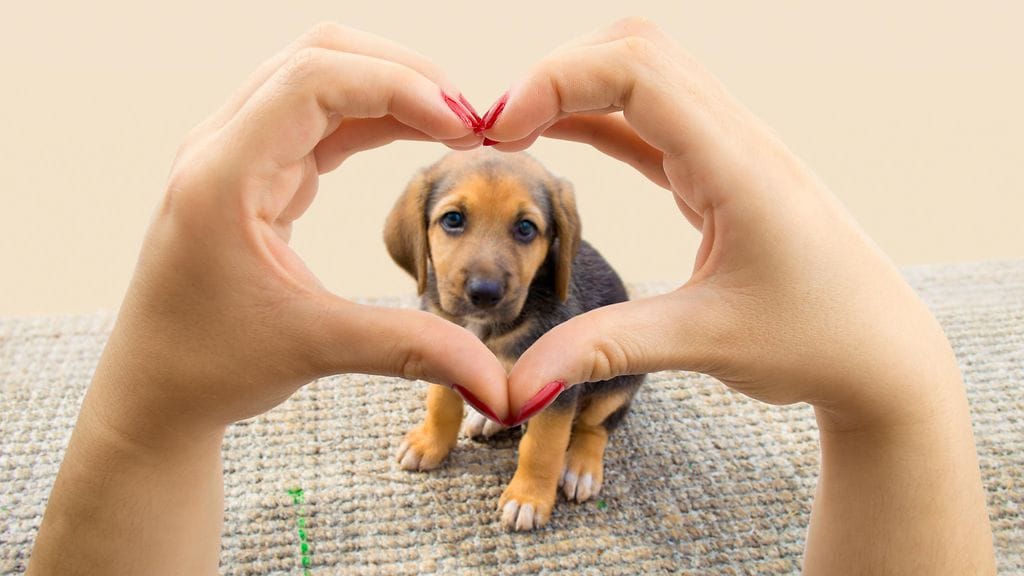 Suloiset eläimet toimivat aina piristeenä.