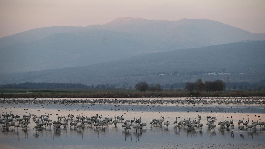 Kurjet, Israel, Hulan laakso, kurki
