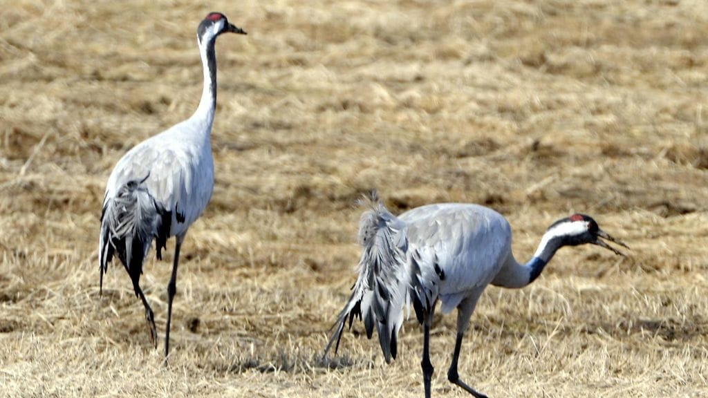 kurjet, kurki, pelto, muuttolinnut