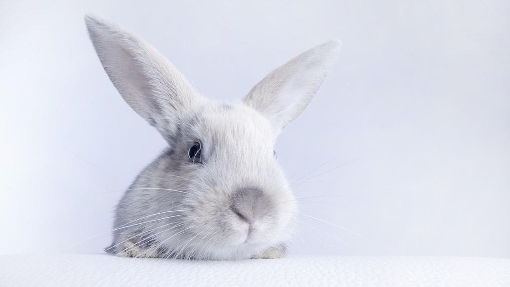 Takaraajoistaan halvaantunut pikkupupu sai hienon kulkuvälineen. Kuvituskuva.