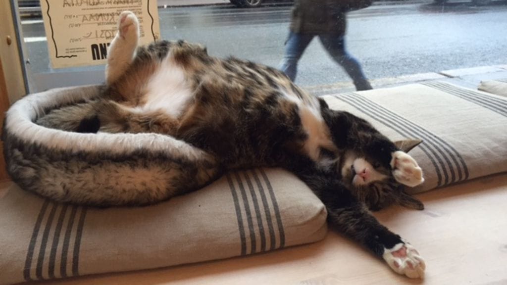 Pete haastaa myös omistajansa laihtumaan. Omistajan laihdutustavoite on 12 kiloa.