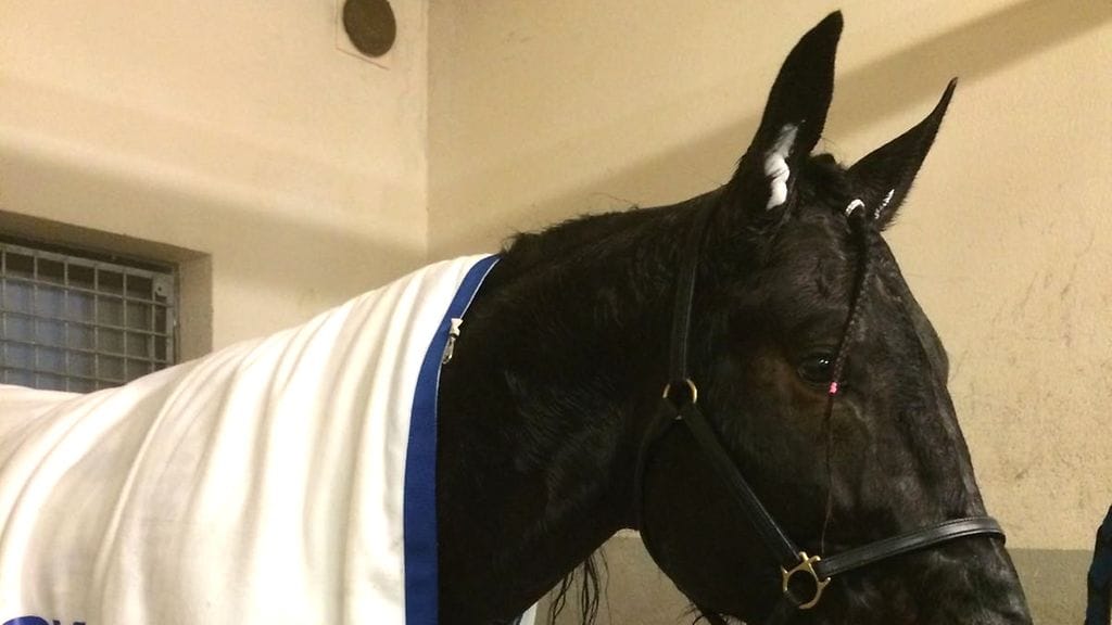 Don Romantiquelle etujalkojen hankositeet ovat Akilleen kantapää.