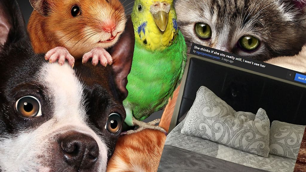 Hämmentävä sänkykuva sekoitti Imgur-käyttäjien mielen.