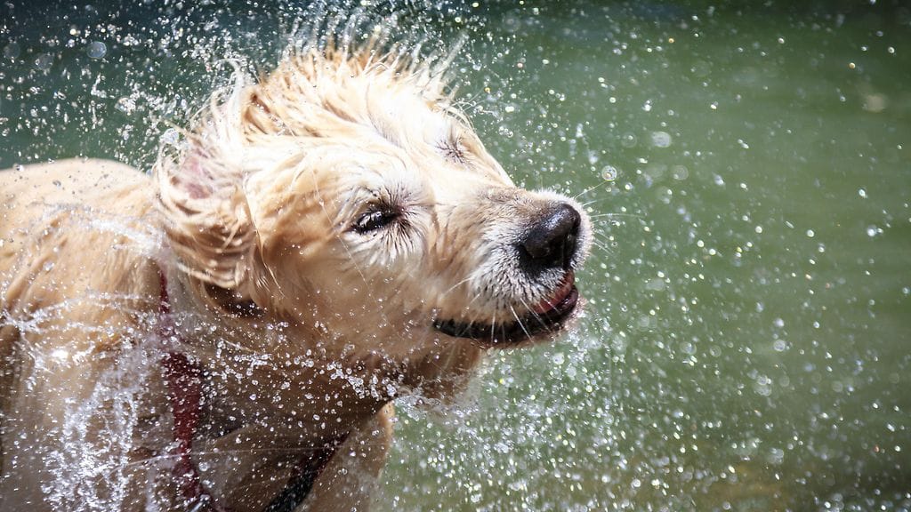 Märän koiran haju on monelle koiranomistajalle erittäin tuttu tuoksu.