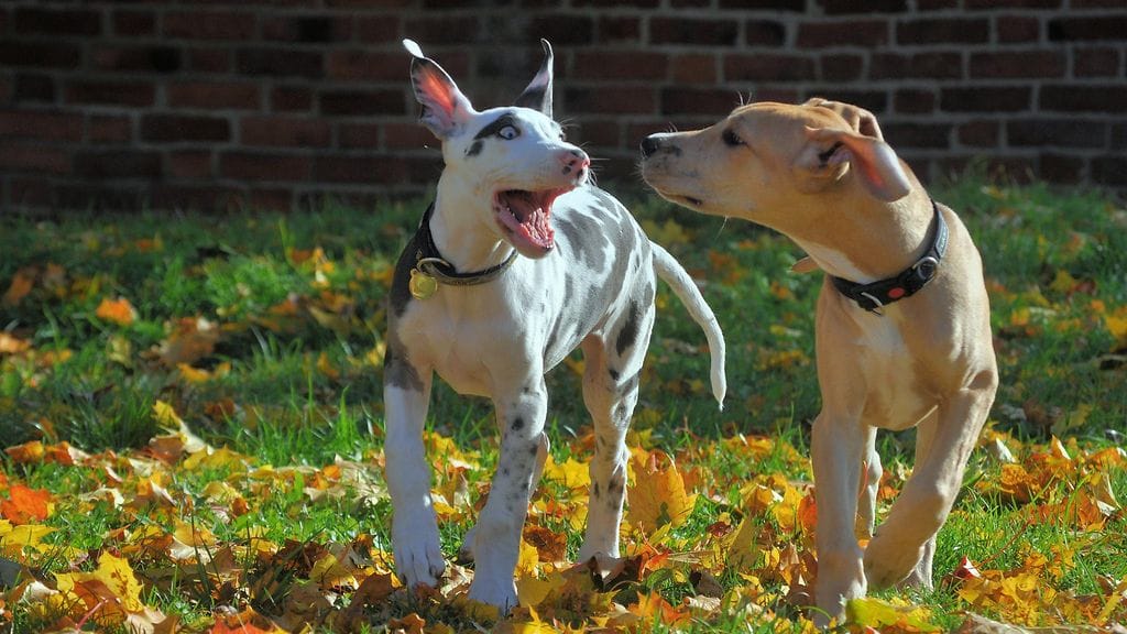 Krista Aalto, Mutka ilveilijäkoira