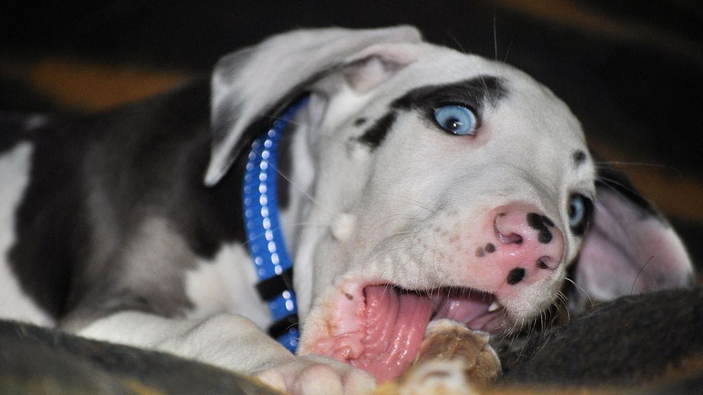 Mutka pentuna, kuva Krista Aalto