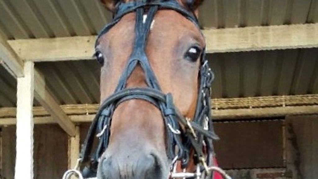 Elite Of Vice on tienannut urallaan yli 27 000 €. Hevosen omistaa Team Ahola Imatralta.