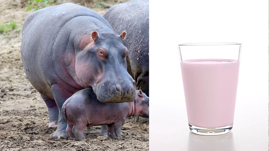 Maailma on täynnä uskomattomia faktoja, joiden olemassaolosta sinulla ei ollut tietoakaan.