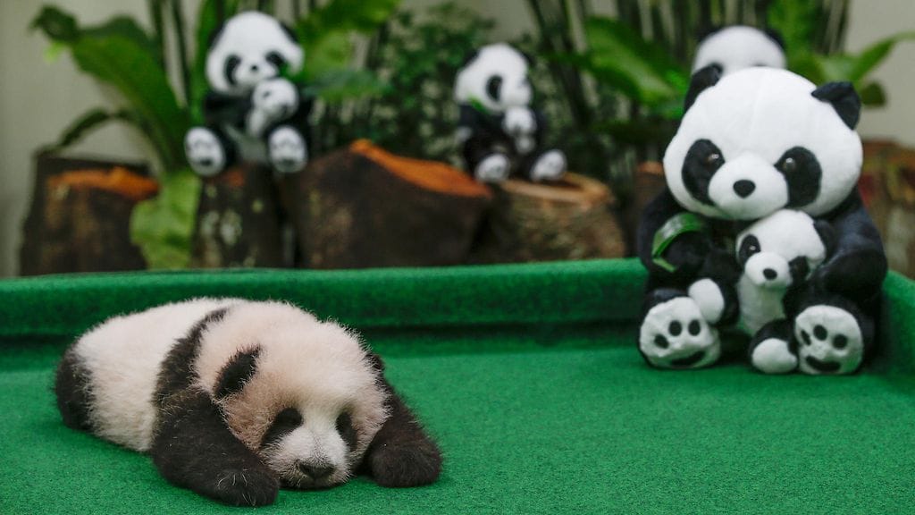 Pandavauva, National Zoo Kuala Lumpur
