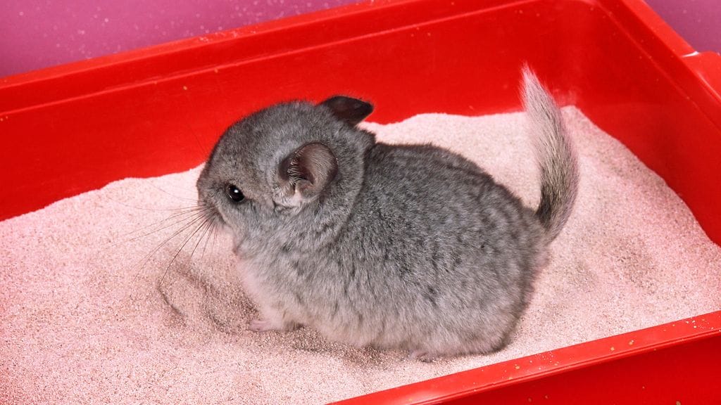 Chinchilla