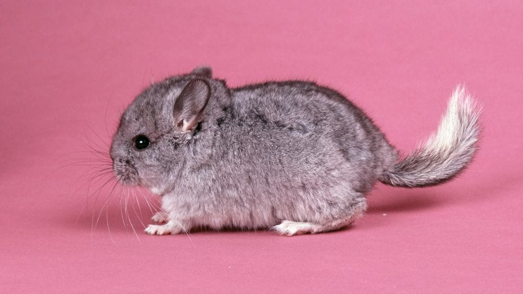 Chinchilla (2)