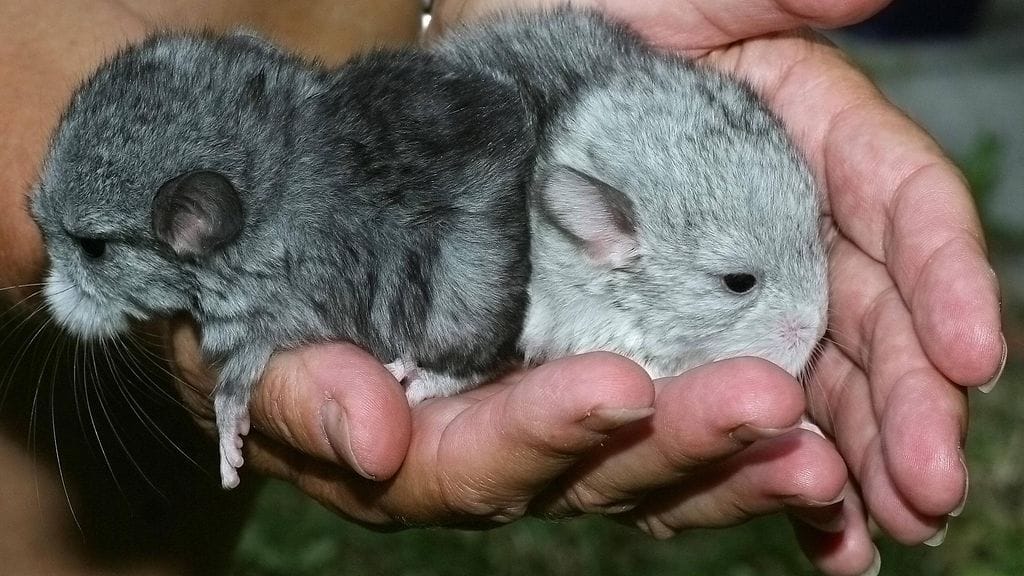 Chinchilla (3)