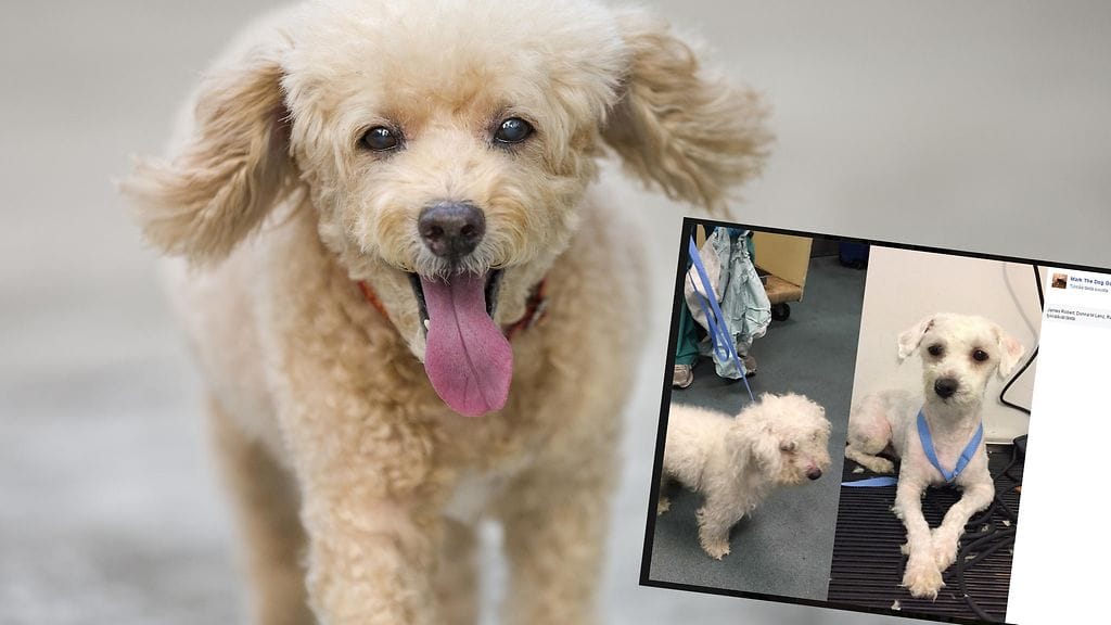 Löytökoirat kokkevat uskomattomia muutoksia taitavan trimmaajan käsissä.