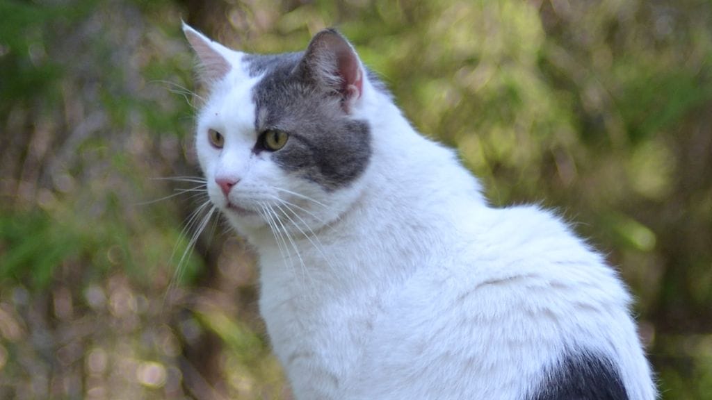 Sankarikissa Jesse. Kuva: Virve ja Kimmo Heikki.