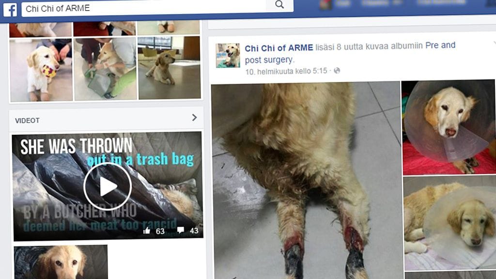 Chi Chille on perustettu oma Facebook-sivu, jolla koiran matkaa voi seurata.