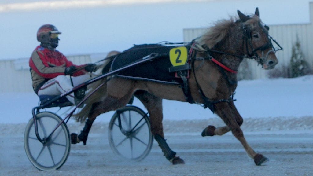 Liisan Tulilintu kilpaili tänä vuonna ensimmäistä kertaa Jyväskylässä 15.1. Jo kauden toisessa startissa kaksi viikkoa myöhemmin 5-vuotias voitti helposti ja alitti samalla kilometriajan 1.30.