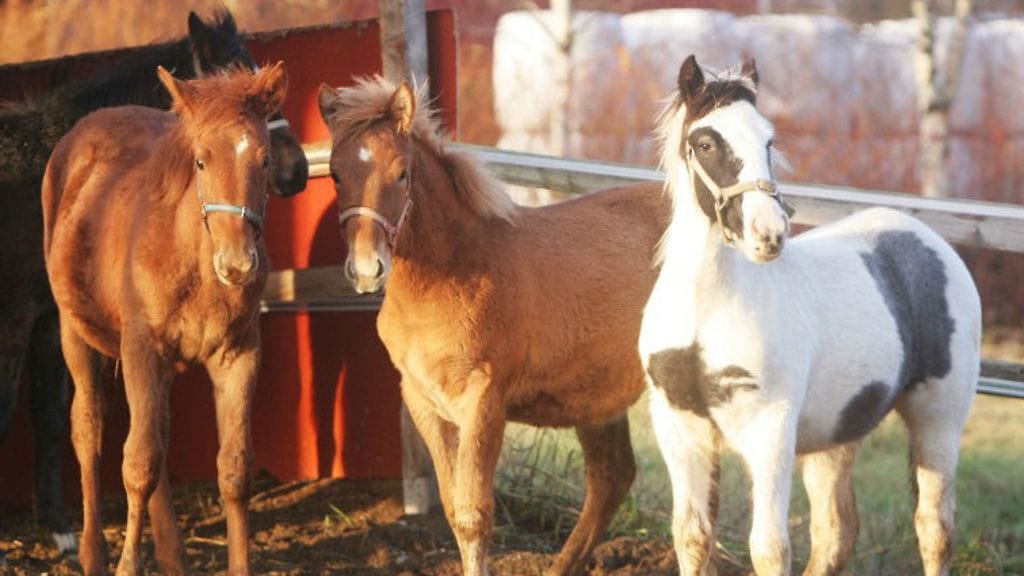 Liisan Tulilintu kavereineen