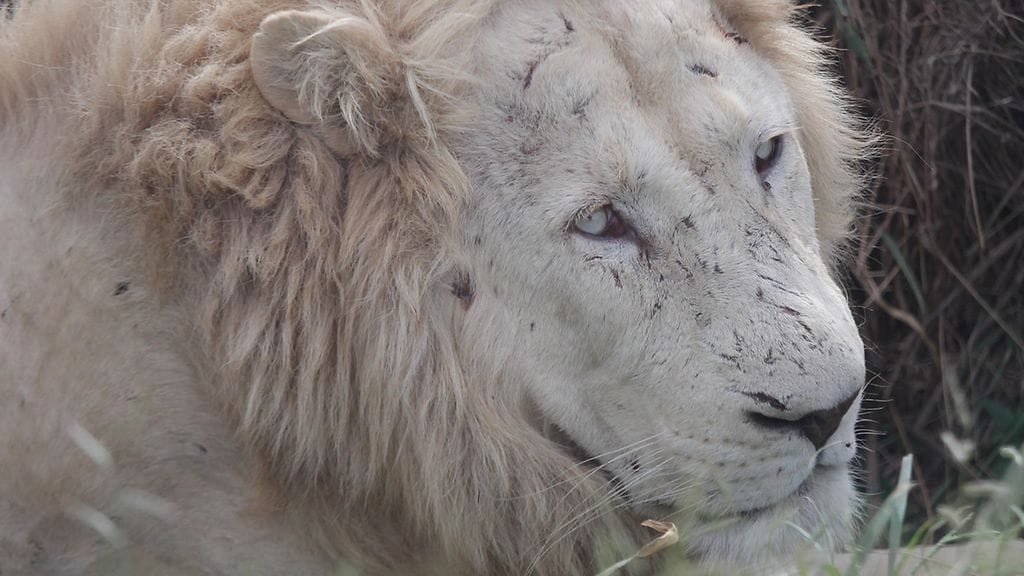 Urosleijona oli päässyt karkuun inhimillisen erehdyksen takia, eläintarhasta kerrotaan. Kuvituskuva, kuvan leijona ei liity tapaukseen.