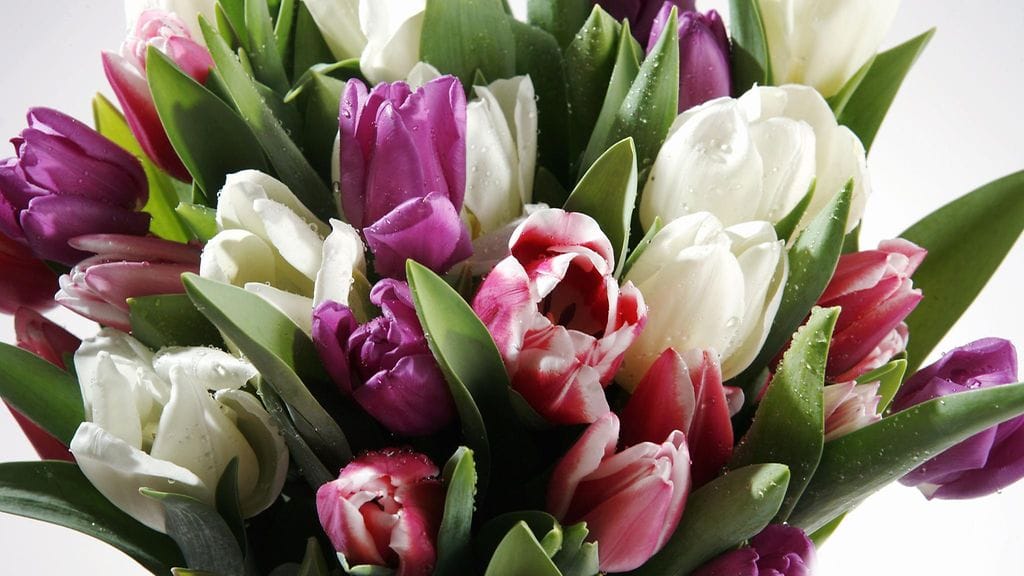 Tulppaanit kestävät yleensä viikon verran.