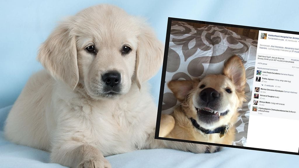 Kultaisennoutajan hammaskipuihin löytyi lopulta helppo ratkaisu.