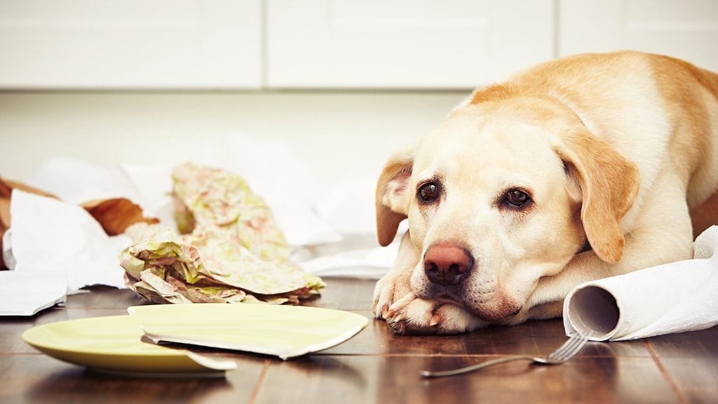 Jos omistajalle sattuu onnettomuus, on tärkeää varmistaa, että joku huolehtii koirasta.