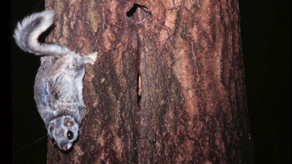 Suomen ympäristökeskus kertoi alkuvuodesta, että liito-orava on siirretty uhanalaisten eläinten listalta silmälläpidettäväksi.