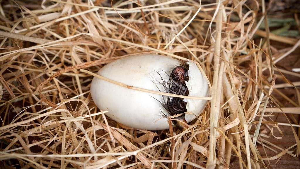 Maahan pudonnut linnunmuna muutti sen löytäneen naisen elämän täysin.