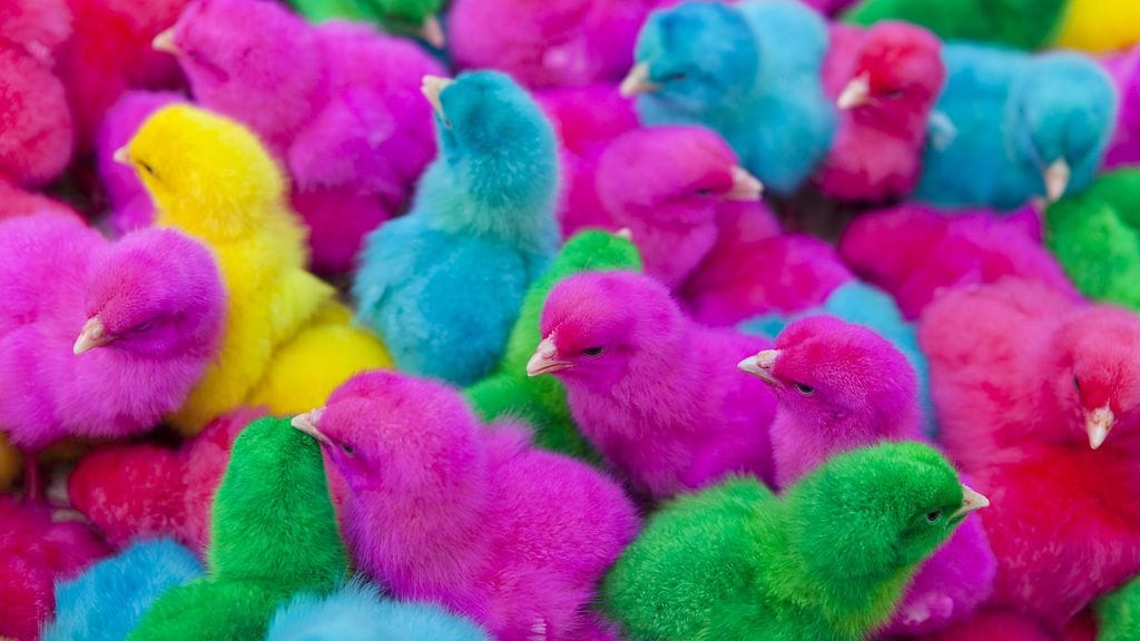 Pienet tiput saadaan värjätyksi ruiskuttamalla elintarvikeväriä muniin ennen poikasten kuoriutumista.