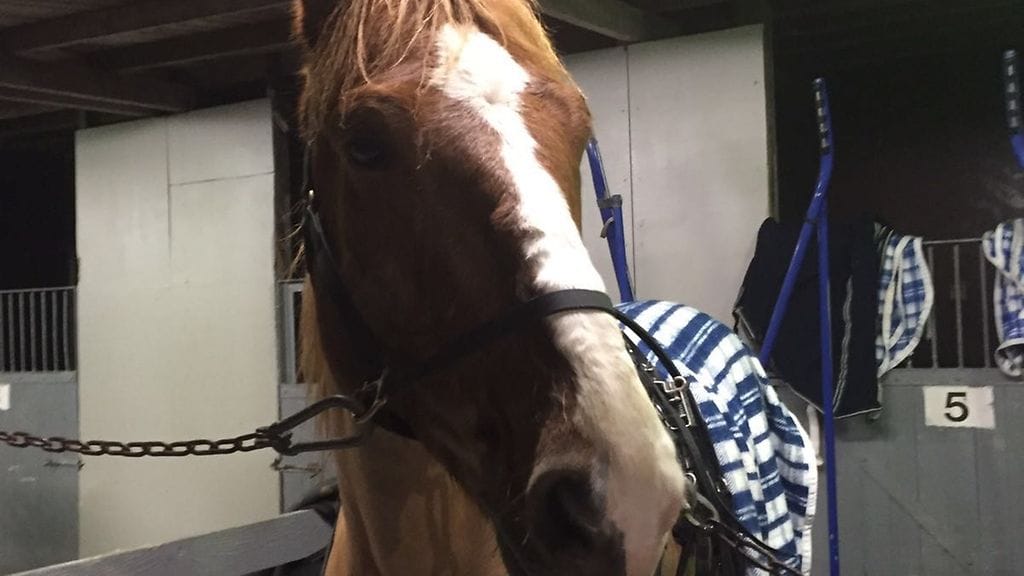 Turoruutu on yksi vihjeriviemme varmavalinnoista Vermon Toto76-kierroksella.