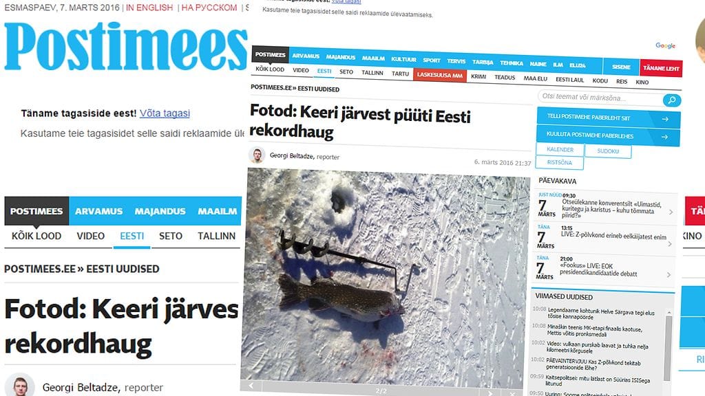 Hauki on lähes kairan mittainen.