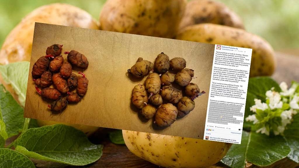 Rekolan puutarha kokeilee viljellä ocaa, Andeilta peräisin olevaa superruokaa.