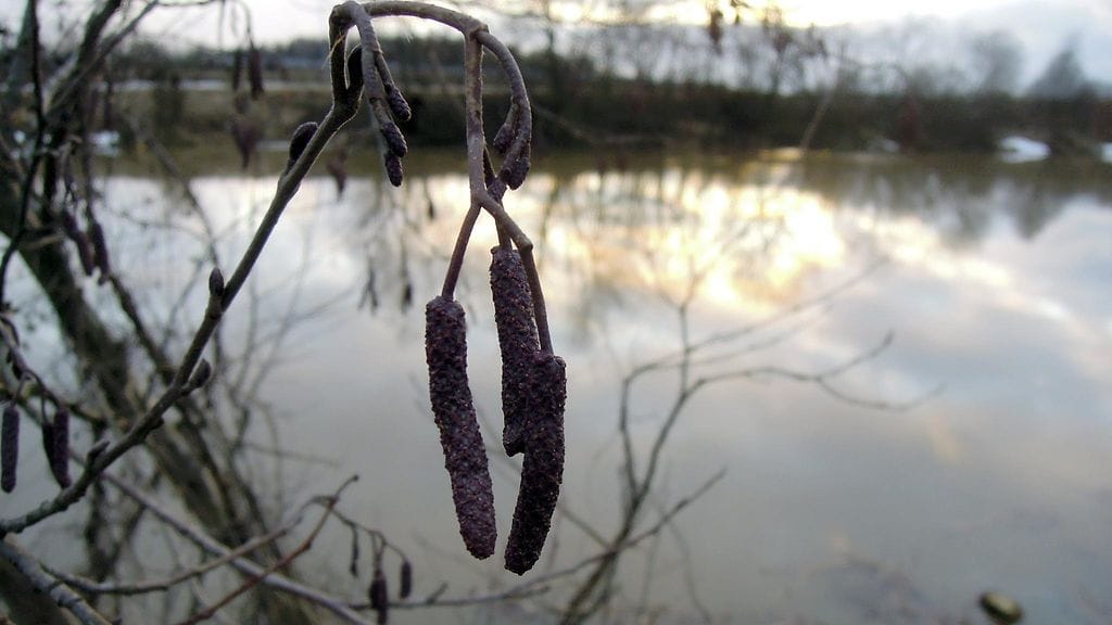 Lepän norkkoja Vantaanjoen varressa Vantaan Tammistossa 5. maaliskuuta 2015.
