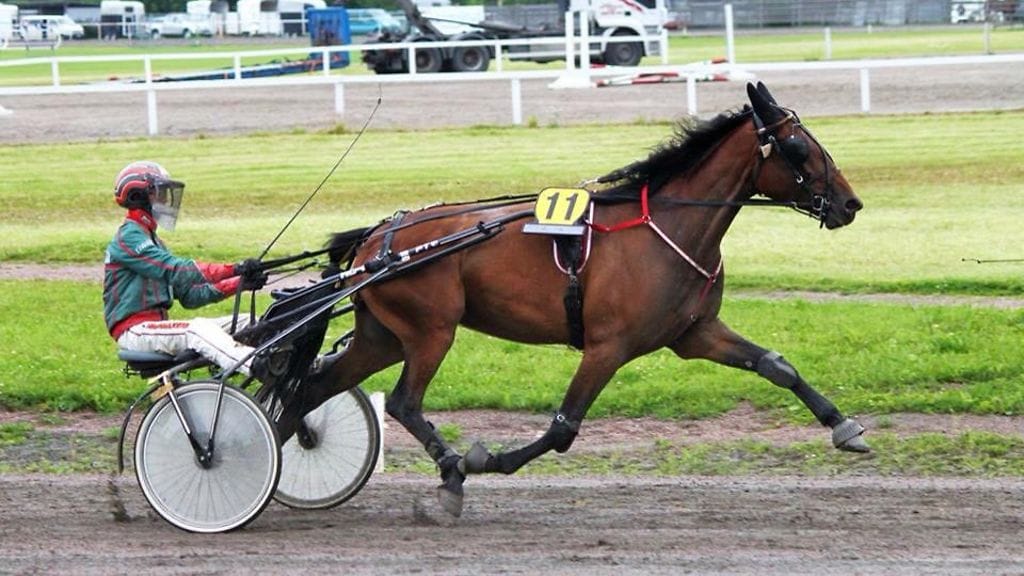 Useita voittoja takonut Leemark's Daniella ei hätistellyt kärkisijoja vielä avausstartissaan Anni Hämäläisen valmennuksesta Riihimäellä viime kesänä.