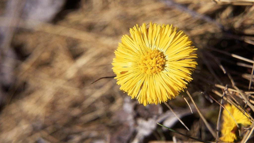 "Rakastan hiljaisuutta ja tarvitsen sitä. En saa unta, jos ei ole ihan hiljaista. Tikittävä herätyskello on kaamea keksintö."