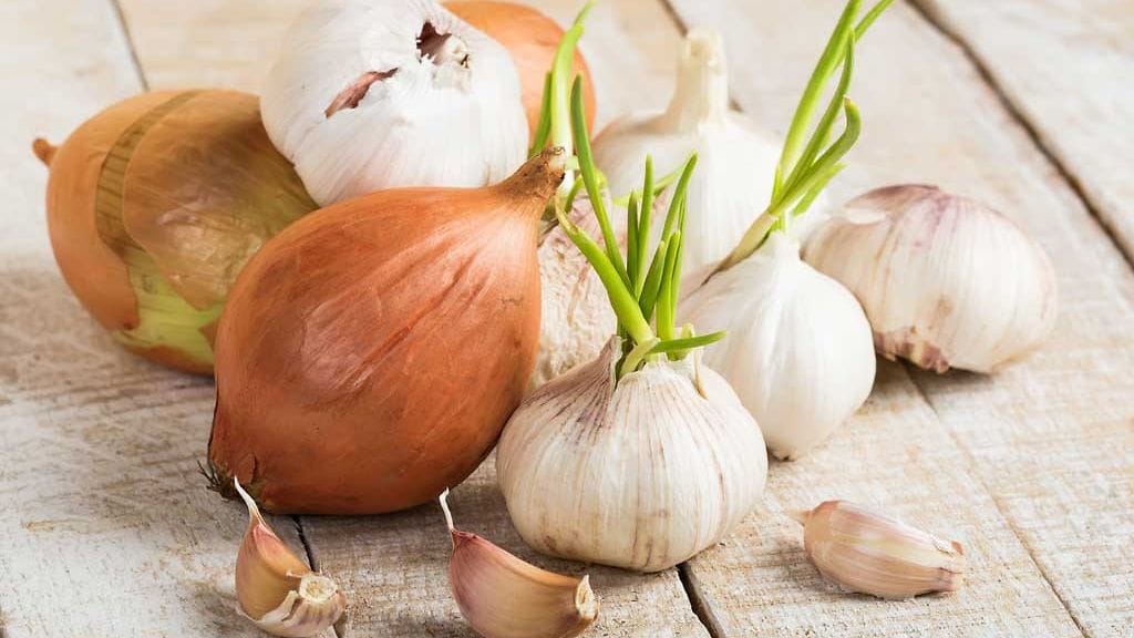 Sipuleita on helppo kasvattaa itse.