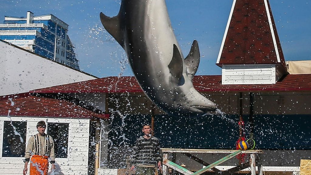 Tästä näytöksestä on leikki kaukana. Venäläiset delfiiniasiantuntijat kouluttavat taisteludelfiinejä Sevastopolissa Venäjän laivastotukikohdan delfinaariossa. (EPA)