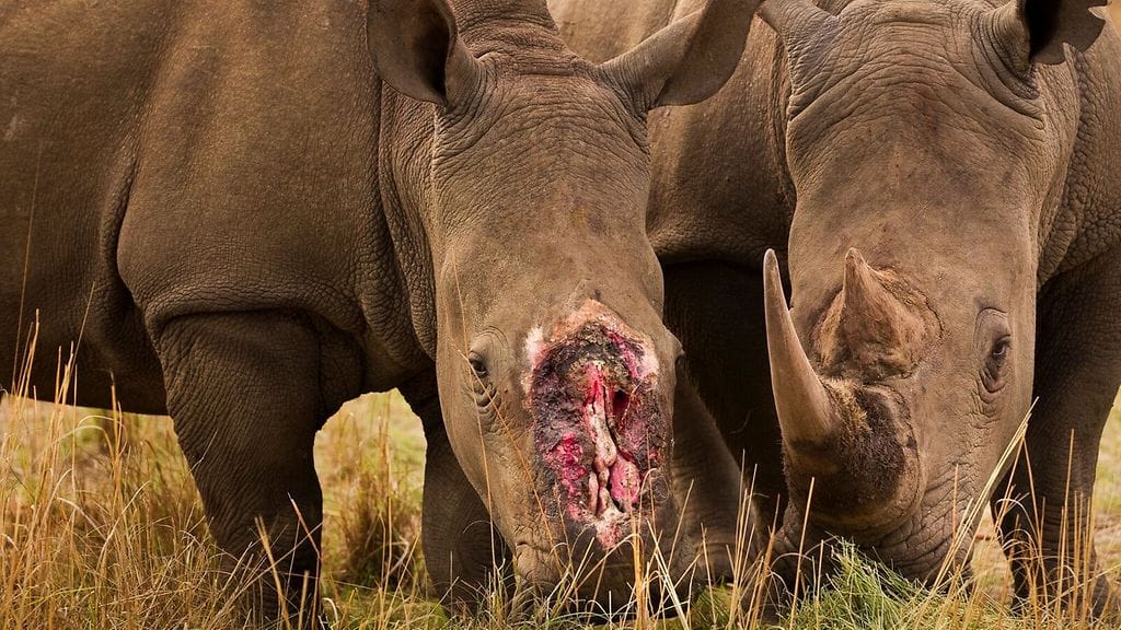 Kuvituskuvassa sarvikuonojen salametsästyksen uhri aterioi lajitoverinsa kanssa.