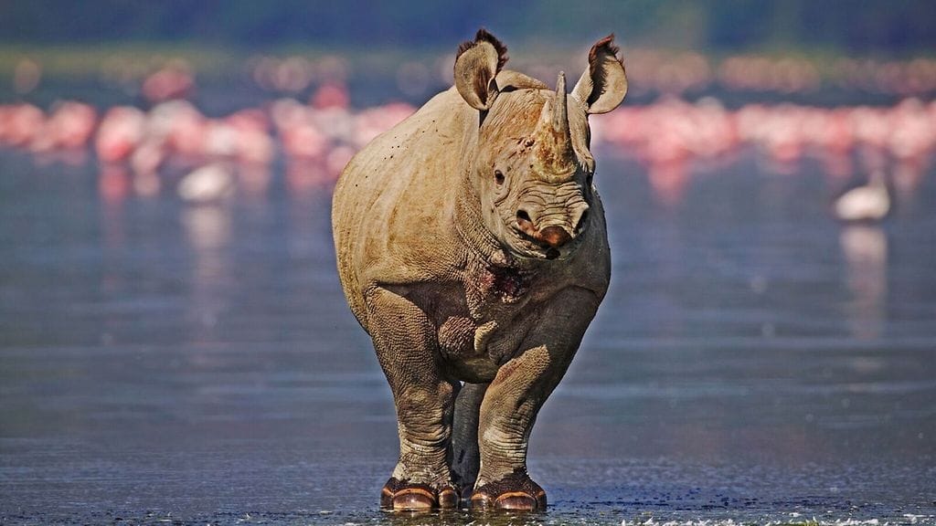 Salametsästäjät ovat tappaneet Afrikassa lähes 6 000 sarvikuonoa vuoden 2008 jälkeen.