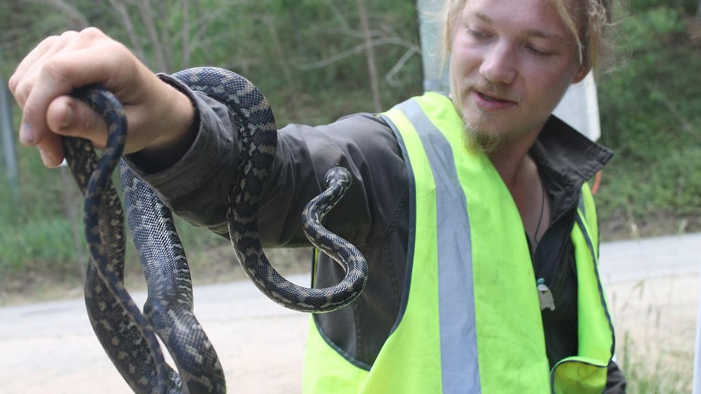 Etenkin käärmeitä työkseen sieppaava ja niitä takaisin luontoon vapauttava eläintieteilijä Janne Torkkola työssään Australiassa.