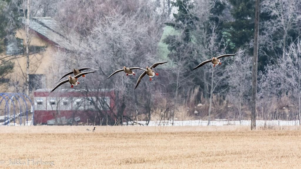 Metsähanhien laskeutuminen 13.3.2016 Paimiossa. Lukijan kuva.
