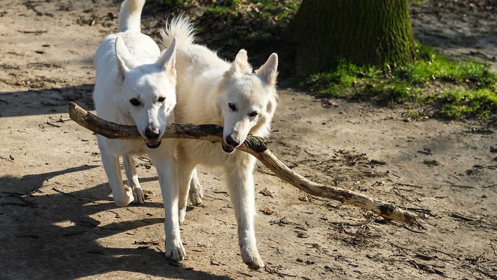 Koirat viihtyvät toistensa seurassa.