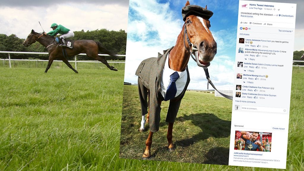 Hevosen tweedpuku herätti ansaittua huomiota.