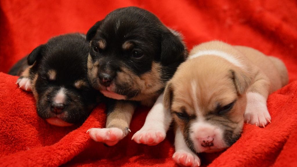 Roskiksesta löytynyt koiranpentu